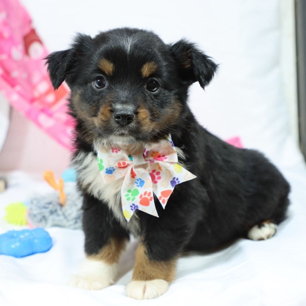 Miniature Australian Shepherd Puppy for Sale in NYC