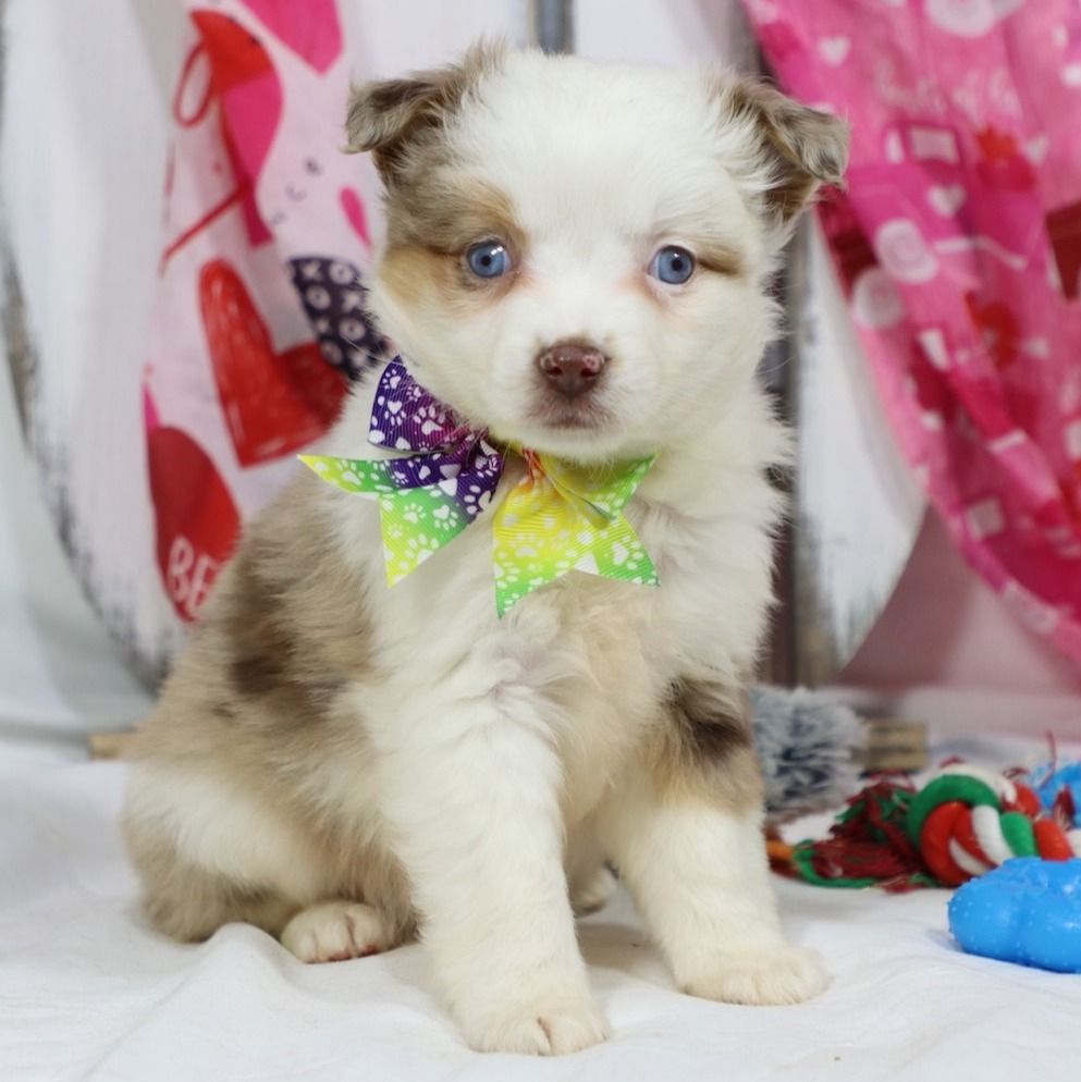 Miniature Australian Shepherd Puppy for Sale in NYC