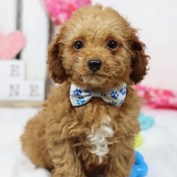 F1b Toy Cavapoo Puppy for Sale