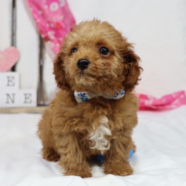 F1b Toy Cavapoo Puppy for Sale