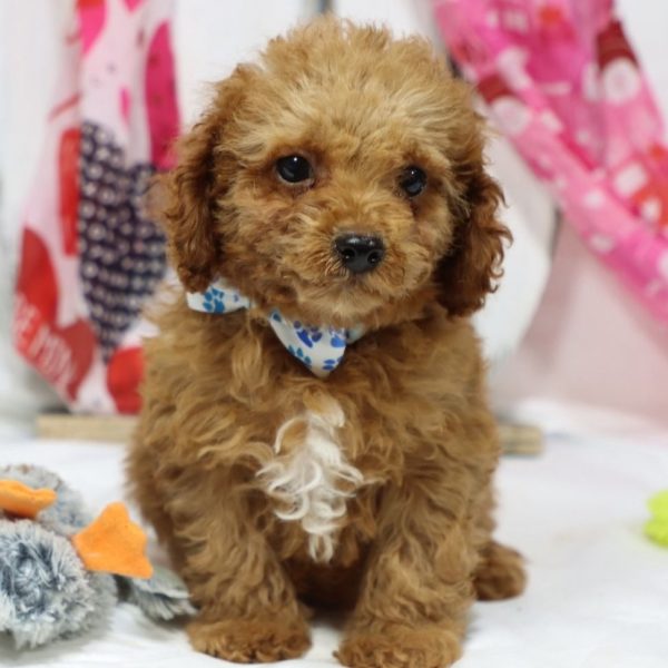 F1b Toy Cavapoo Puppy for Sale