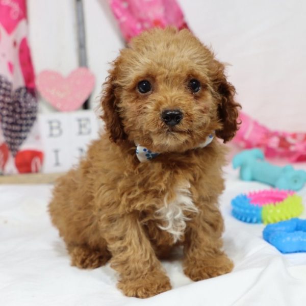 F1b Toy Cavapoo Puppy for Sale