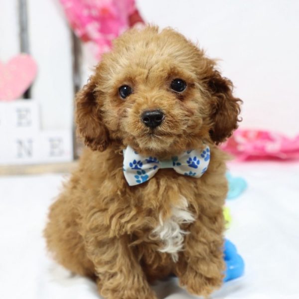 F1b Toy Cavapoo Puppy for Sale