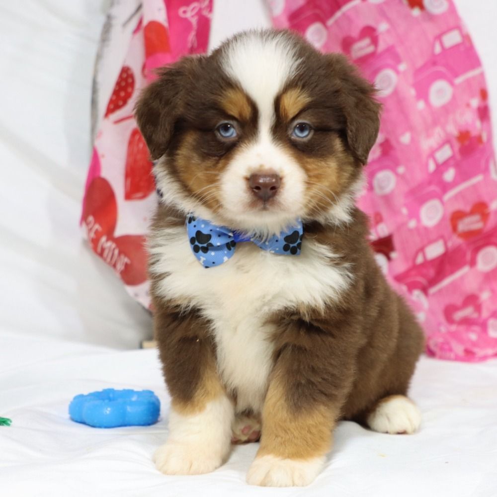 Miniature Australian Shepherd Puppy for Sale in NYC