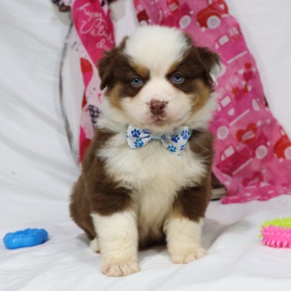 Miniature Australian Shepherd Puppy for Sale