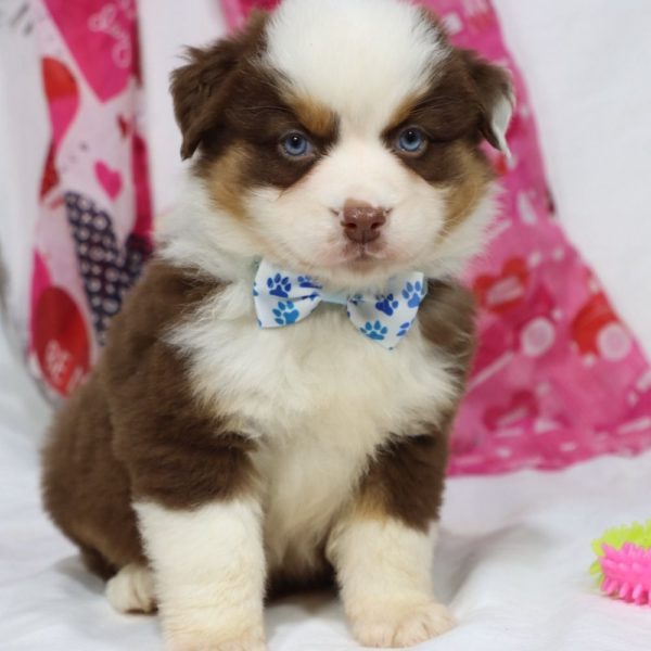 Miniature Australian Shepherd Puppy for Sale