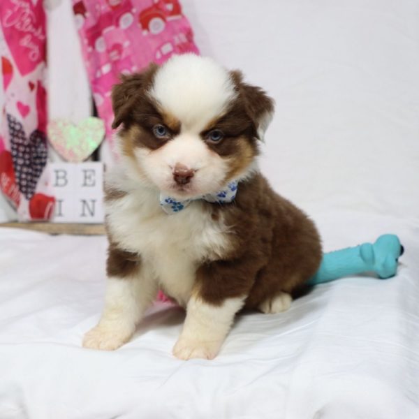 Miniature Australian Shepherd Puppy for Sale