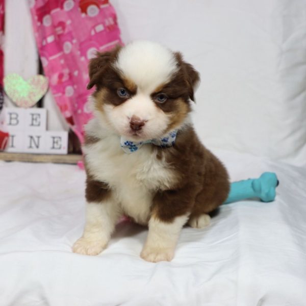 Miniature Australian Shepherd Puppy for Sale