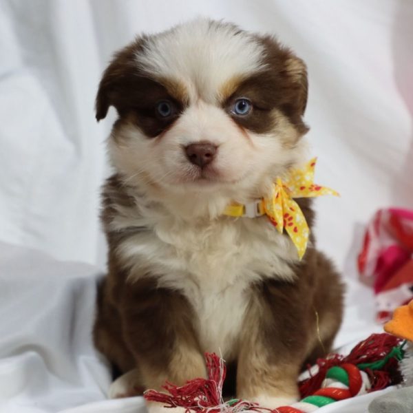 Miniature Australian Shepherd Puppy for Sale