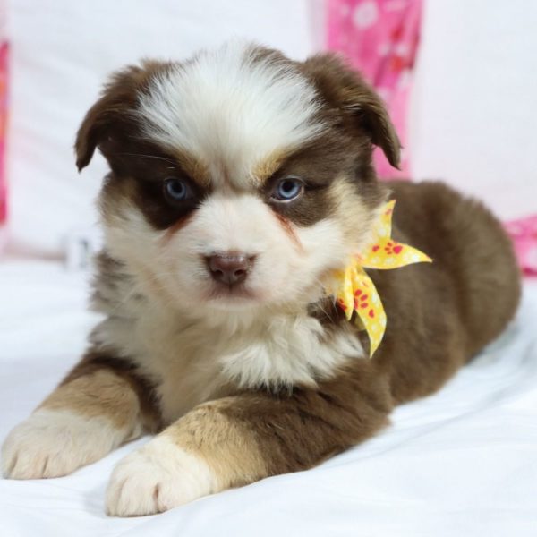 Miniature Australian Shepherd Puppy for Sale