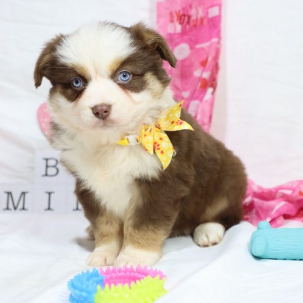 Miniature Australian Shepherd Puppy for Sale