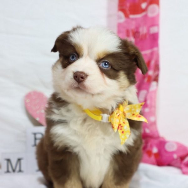 Miniature Australian Shepherd Puppy for Sale