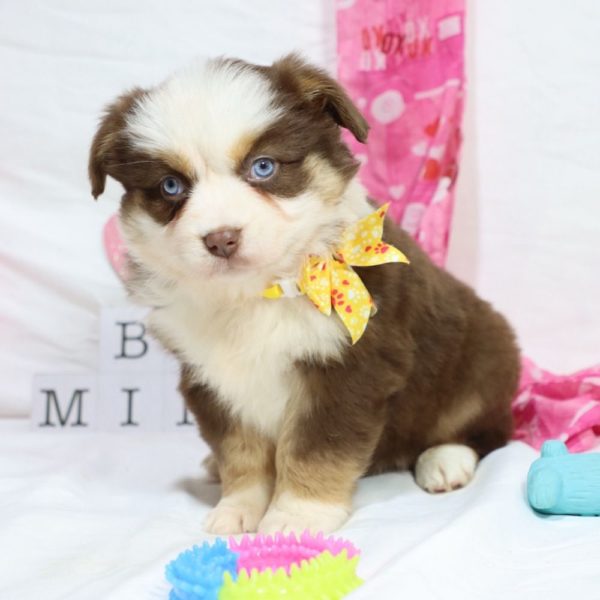 Miniature Australian Shepherd Puppy for Sale