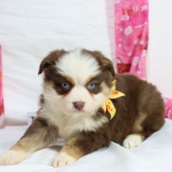 Miniature Australian Shepherd Puppy for Sale