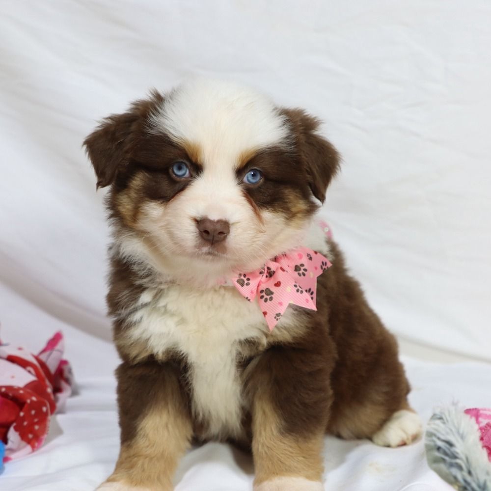 Miniature Australian Shepherd Puppy for Sale in NYC