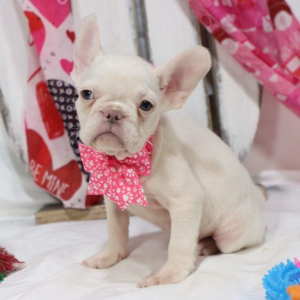 French Bulldog Puppy for Sale