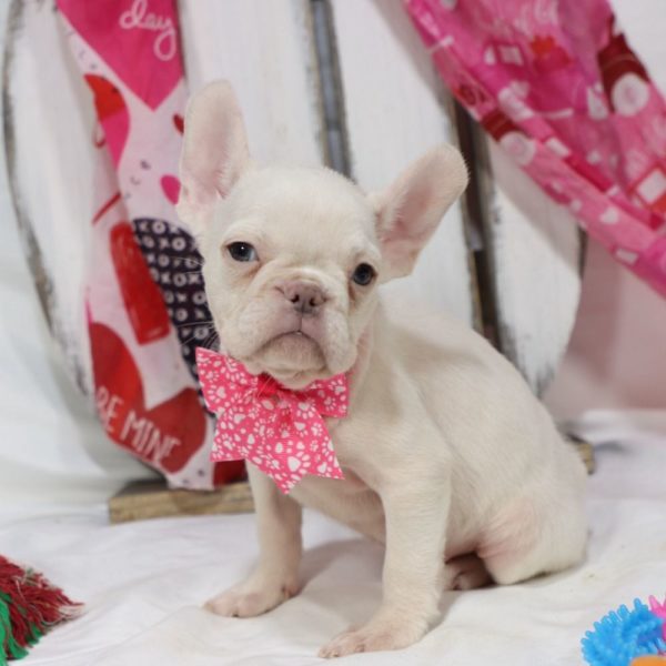 French Bulldog Puppy for Sale