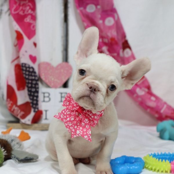 French Bulldog Puppy for Sale