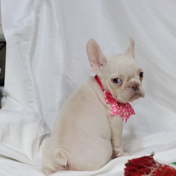 French Bulldog Puppy for Sale