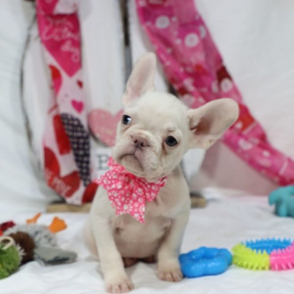 French Bulldog Puppy for Sale