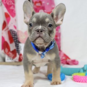 French Bulldog Puppy for Sale