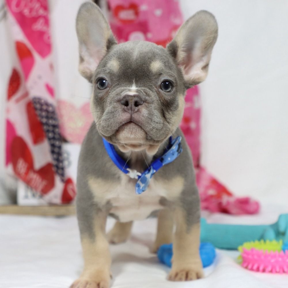 French Bulldog Puppy for Sale in NYC