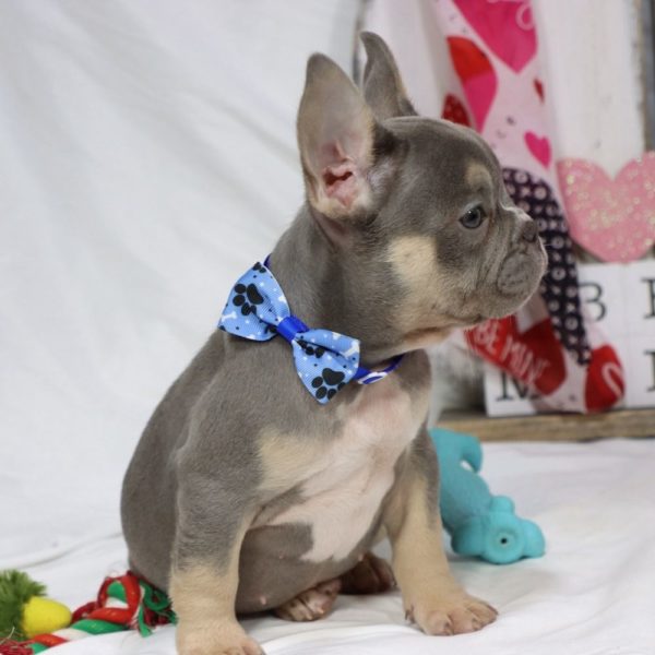 French Bulldog Puppy for Sale