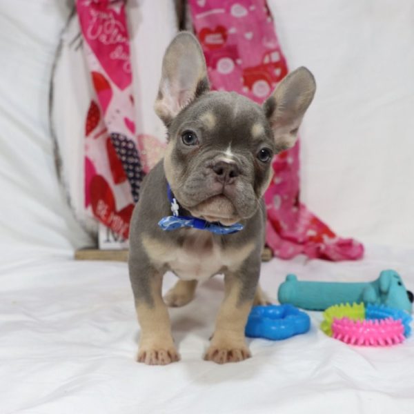 French Bulldog Puppy for Sale