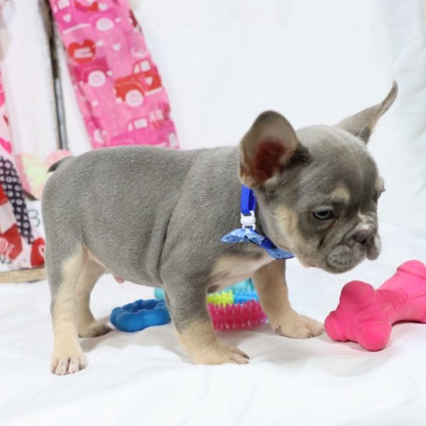 French Bulldog Puppy for Sale