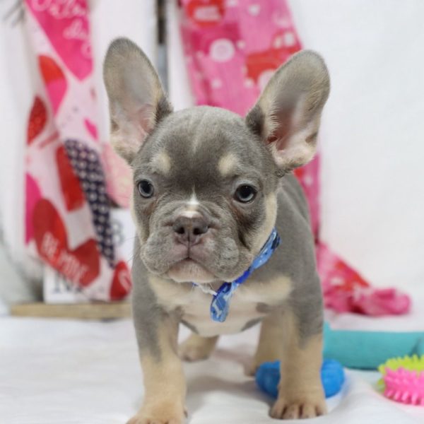 French Bulldog Puppy for Sale