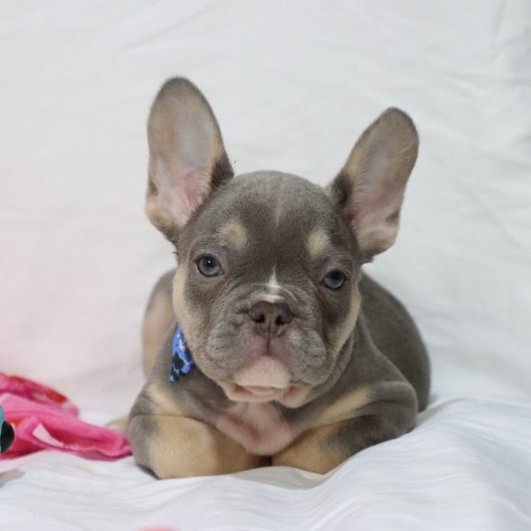 French Bulldog Puppy for Sale