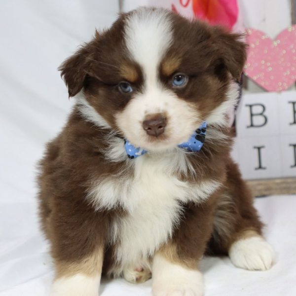 Miniature Australian Shepherd Puppy for Sale