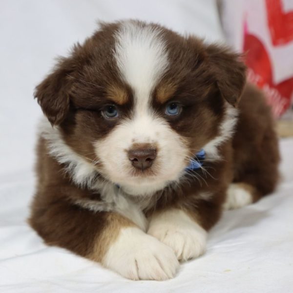 Miniature Australian Shepherd Puppy for Sale