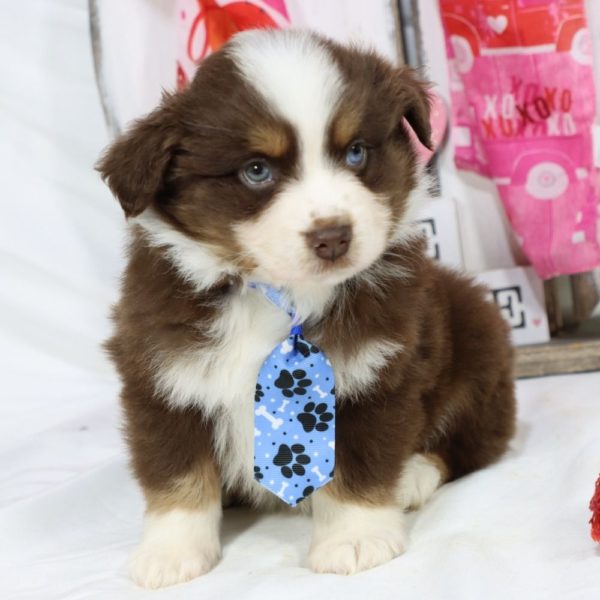 Miniature Australian Shepherd Puppy for Sale