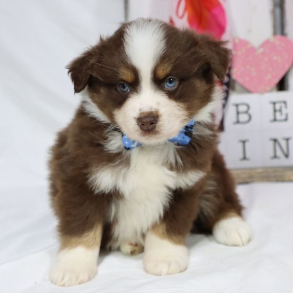 Miniature Australian Shepherd Puppy for Sale