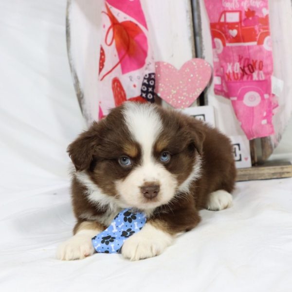 Miniature Australian Shepherd Puppy for Sale