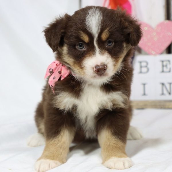 Miniature Australian Shepherd Puppy for Sale