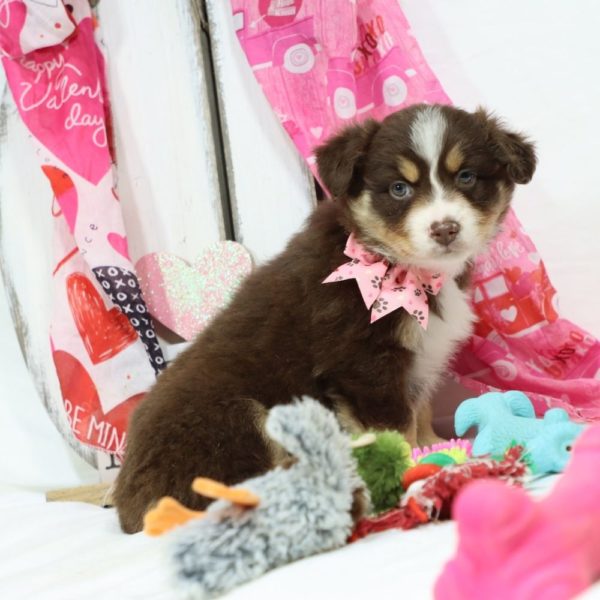 Miniature Australian Shepherd Puppy for Sale