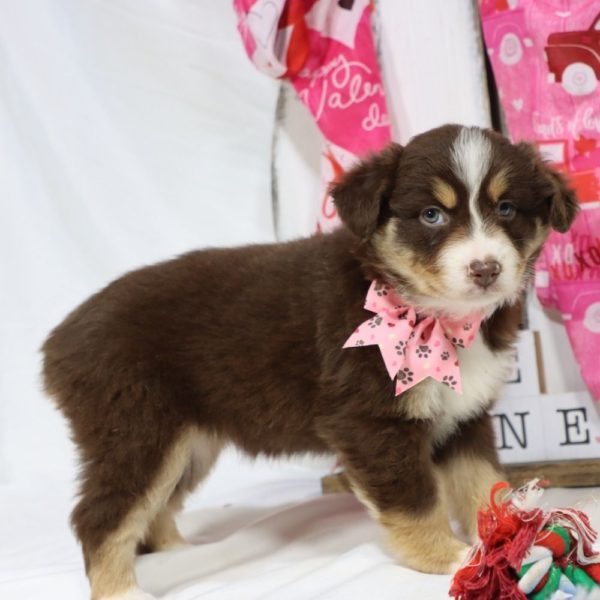 Miniature Australian Shepherd Puppy for Sale