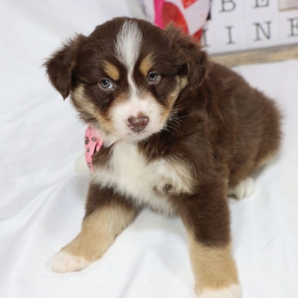 Miniature Australian Shepherd Puppy for Sale