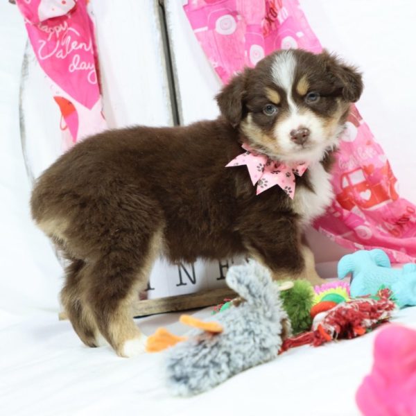 Miniature Australian Shepherd Puppy for Sale