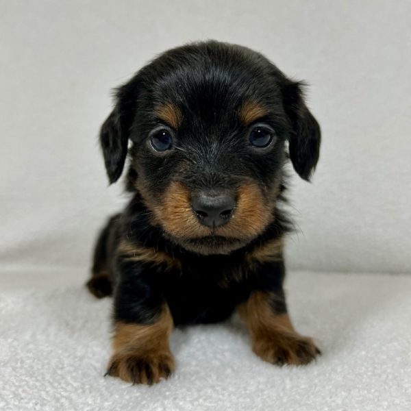 Mini Dachshund Puppy for Sale