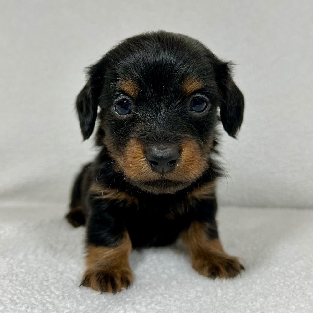 Mini Dachshund Puppy for Sale in NYC