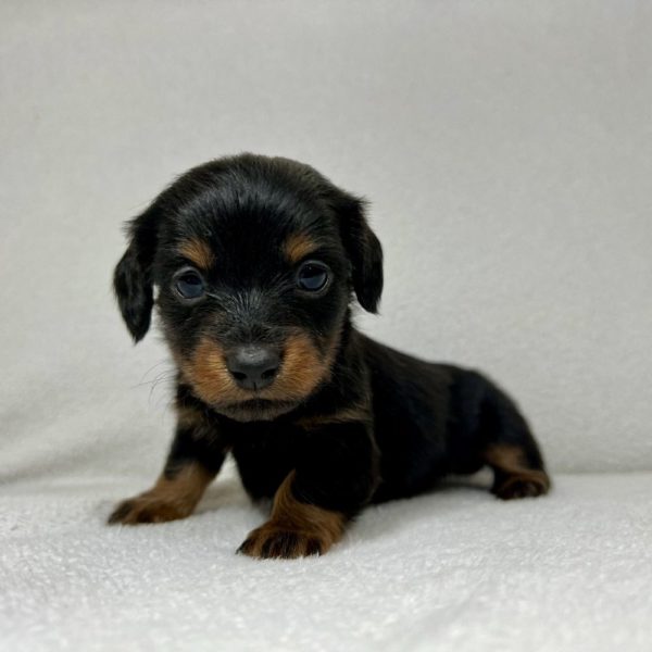 Mini Dachshund Puppy for Sale