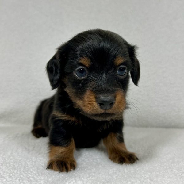 Mini Dachshund Puppy for Sale