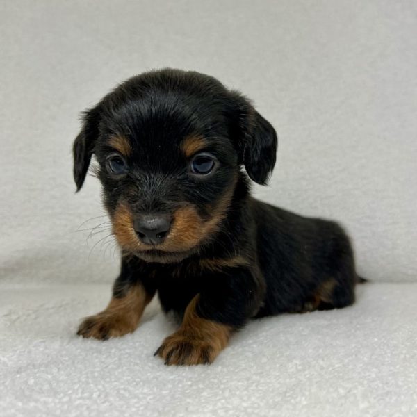 Mini Dachshund Puppy for Sale