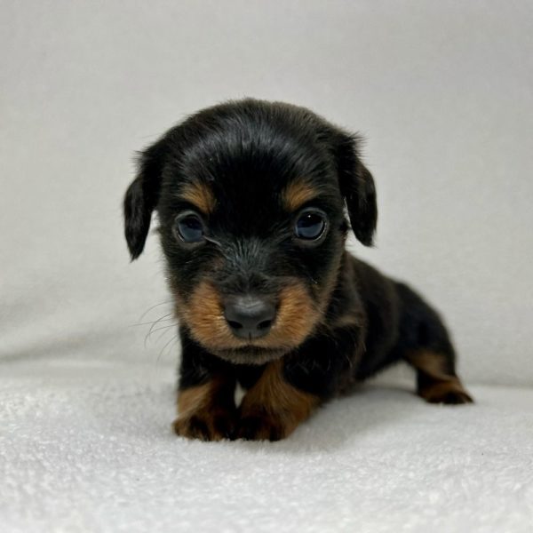 Mini Dachshund Puppy for Sale