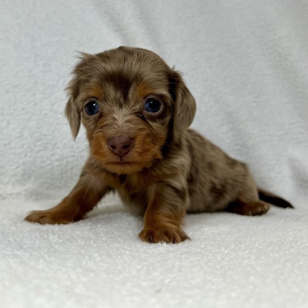 Mini Dachshund Puppy for Sale