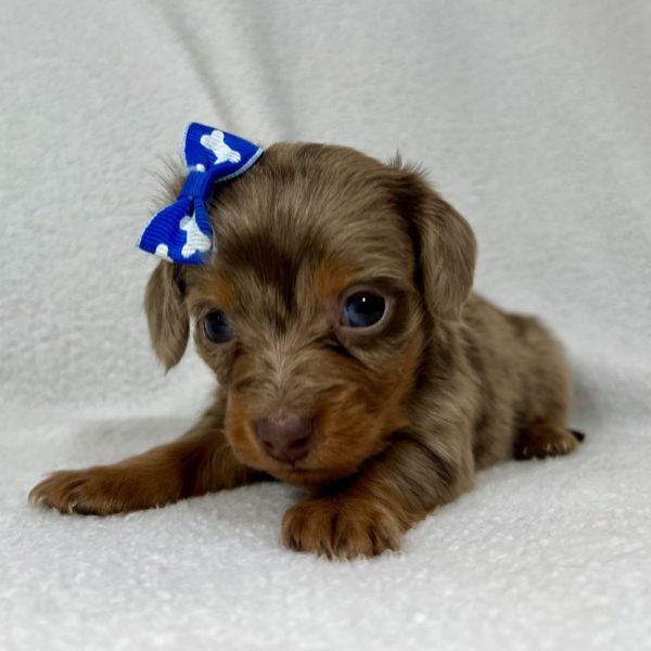 Mini Dachshund Puppy for Sale