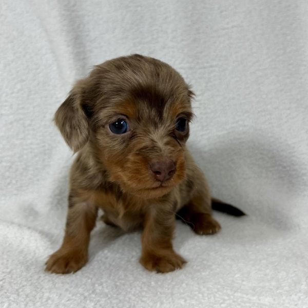 Mini Dachshund Puppy for Sale